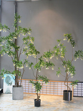 绿植物水石榕酒店名宿大客厅店铺茶室橱窗落地花艺装饰树