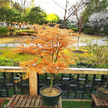 黄金枫红枫树苗日本红枫美国红枫苗中国红四季红庭院绿化红枫盆栽