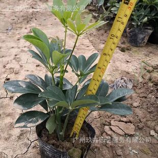 Duck Foot Wood Ground Cover Seedlings, Foliage Plants, Air Purification and Greening, Landscape Viewing