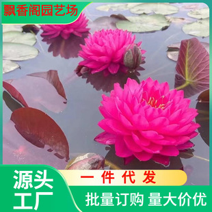 Dropshipping Water Lily with Buds Shipped for All Seasons Water-Raised Large Water Lily Seedling Root Block Flower Seedlings Cold-Resistant Lotus Water Lily