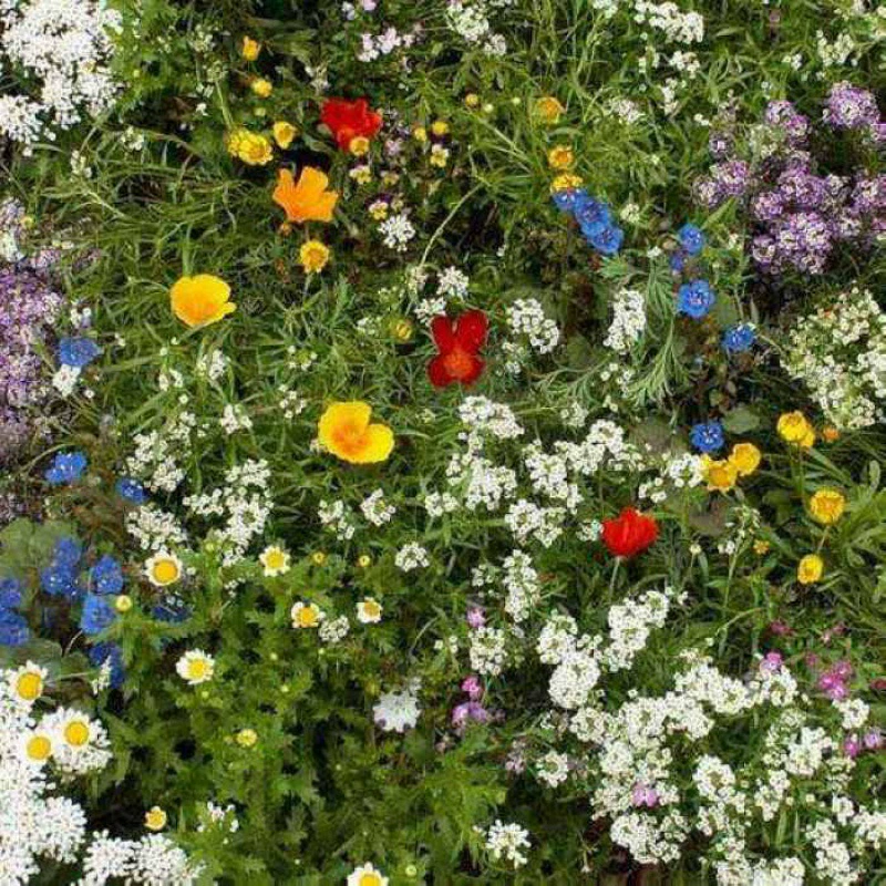 Комбинация полевого цветов Четыре сезона цветущие семена Холодостойкие цветущие Космос Цветы Открытый сад