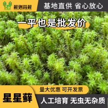 �����\ �����͕��ͺ��ͺ��r��̦�\��ʽͥԺ�쾰���