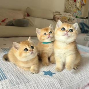 ����؈��؈���wС؈���u��Ӣ���{���{؈��؈���w���̌���؈��