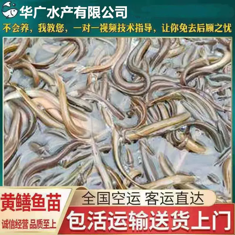 黄鳝苗鳝鱼苗黄鳝种苗花鳝苗正大9号鳝鱼苗淡水养殖鱼苗活体