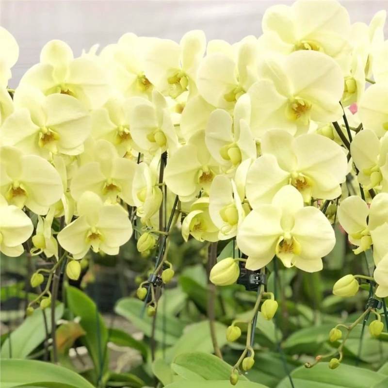 Orquídea de mariposa en las cuatro estaciones, balcón interior, oficina en maceta, flores verdes, fácil alimentación image 17
