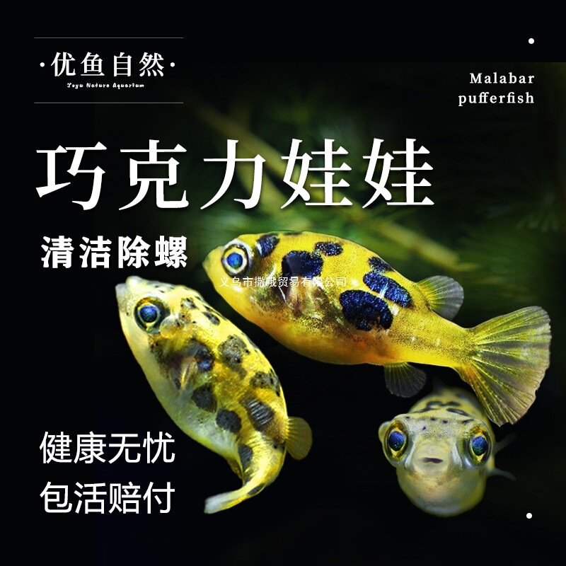 Chocolate Dollfish, Ornamental Fish, Submarine Fish, Freshwater Ornamental Fish, Small Mini Pufferfish, Snail-Eating Fish, Toolfish, Inflatable Fish