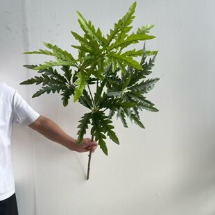 ���滨���~��֦��ȸľ���~��ʮ�󹦄ھGֲ�٘��~�Ҿӻ�c�쾰�b�