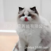 Чистокровный котенок Рэгдолл с длинной шерстью, фея, голубой, двойной морской, двойные голубые глаза, домашний кот Рэгдолл, котенок Рэгдолл