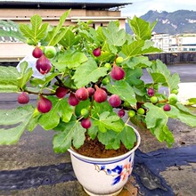 �o���������Թ������ϱ����Nֲ�����t�����辰�Gɫֲ����l؛