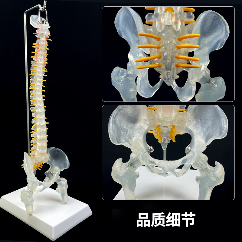 Physiological realistic removable skeleton, medicine toy, human bone