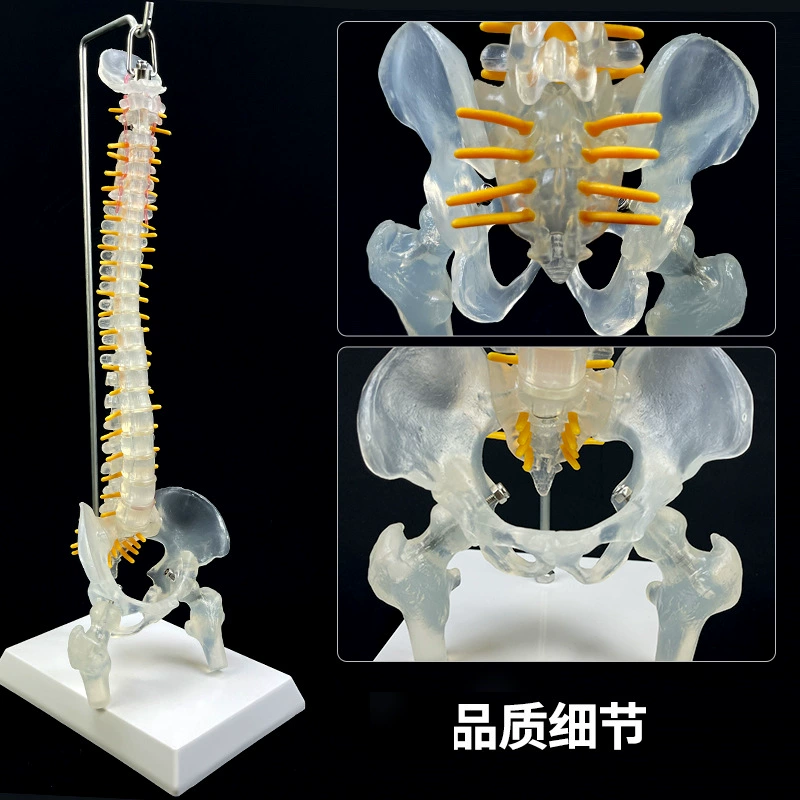 Physiological realistic removable skeleton, medicine toy, human bone