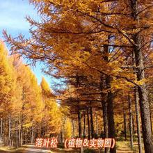 ���~�ɷN�� �ɿƻ�ɽ���� ɭ�ָ��µ���Ҫ��N�׻���ľ�N��