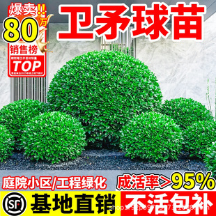 �lì���������ͥԺ�쾰ֲ���ļ��G�����̹�ľ���X�~�������K����