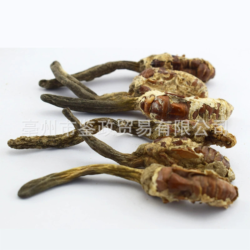 Golden Cicada Flower Jin Chan Hua Cordyceps-like Fungus Dried Whole Herb 500g Traditional TCM Ingredient key features