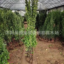 hֲͺͥԺGh~S籱ͥԺ쾰