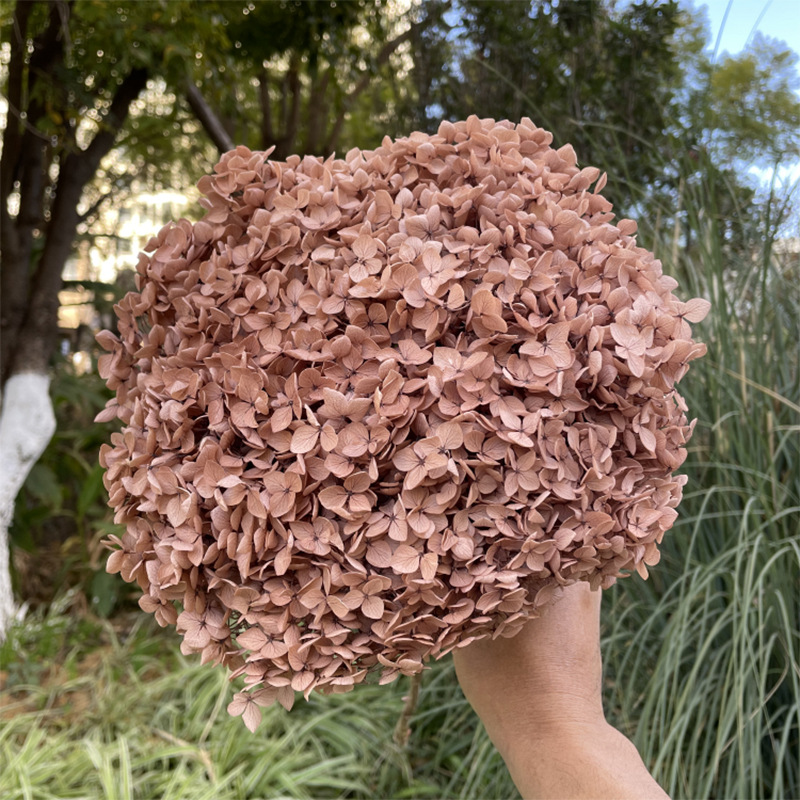 Yunnan Anna Hydrangea Flower Wholesale DIY Flower Preservation Flower Materiales de Regalo de Navidad