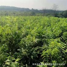 �r��ֱ�N���NҎ����G����ľ�������\��2��10��������