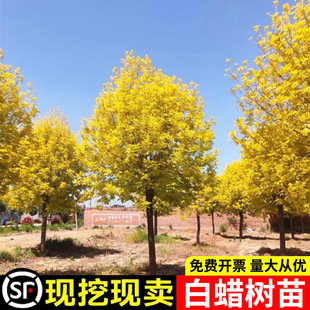 Bushy White Wax Seedling Golden Leaves Green Leaves Outdoor Courtyard Cold-resistant Scenery Big Trees Dock White Wax Seedlings