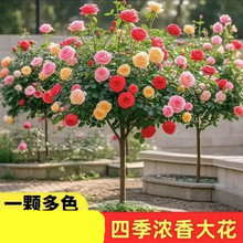 月季嫁接棒棒糖树桩月季玫瑰多色浓香型四季欧月大花盆栽阳台庭院