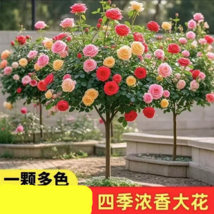 �ļ��ذ�����͘䘶�߲ʴ��¼��޽Ӱ�����ͥԺ�̨���Ի���ֲ��