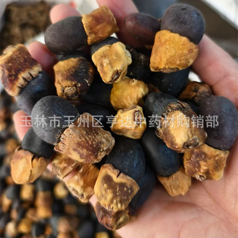 马牙子 菩提子缅茄果 阴阳子大量批发