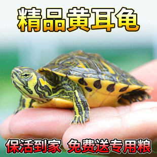 �S����������ˮ��������С�����~�����B�^�p�m�ϼ��B���J��С����