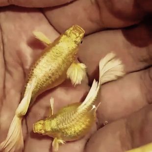 �[�OƷ�Ꭷ�^�p�~��Ʒ�N̩ϵ�־�Ʒ��ȸ�~�߶˝M�[�S����ؔ���w