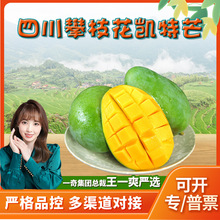 【严选】四川攀枝花凯特芒 代发3大果新鲜甜糯大脸芒果当季水果