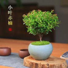 红芽小叶赤楠盆栽四季常青好养绿植室内桌面办公室植物净化空气