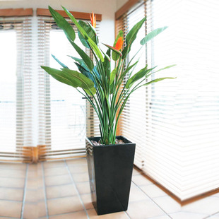 һ�����l�Q���m���Դ��~�������B�Gֲ�ﻨ�ܾGֲ���ļ����^�~�辰