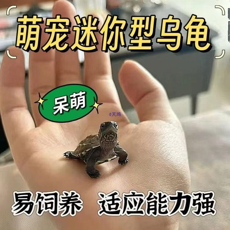 认主苏北金线中华草龟苗淡水迷你小乌龟活物适合家养的易存活宠物