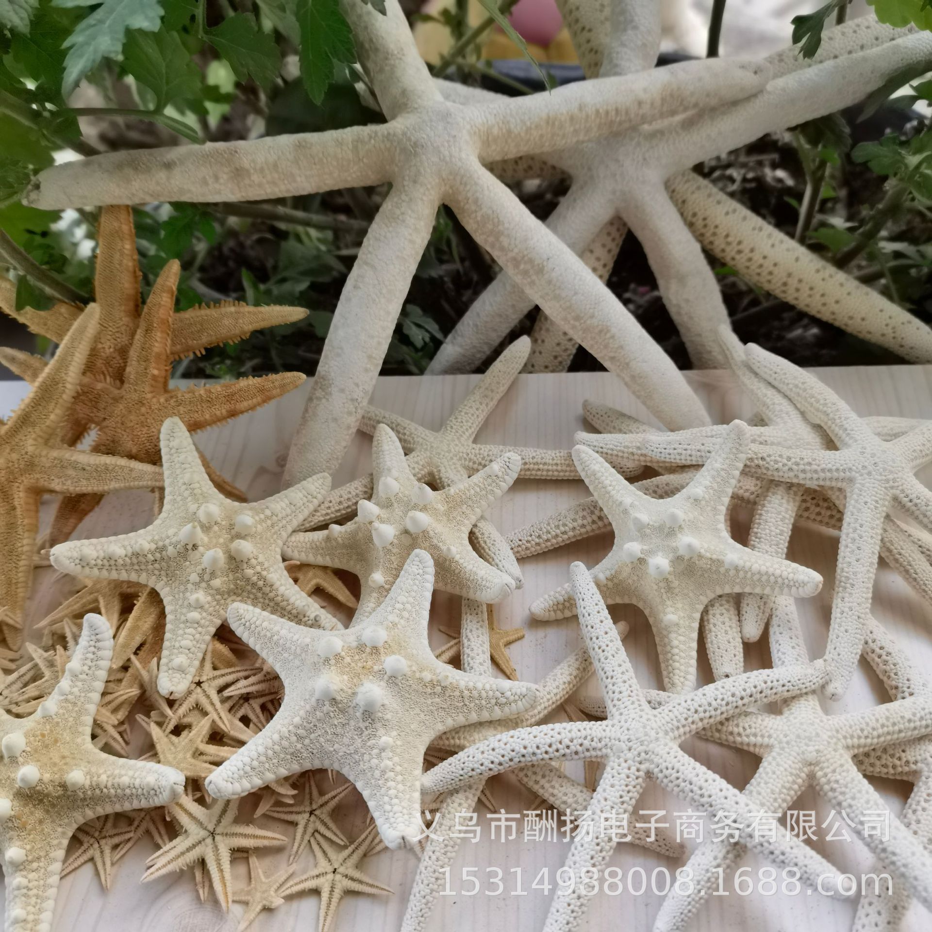 18-25cm five-fingered starfish 1 piece