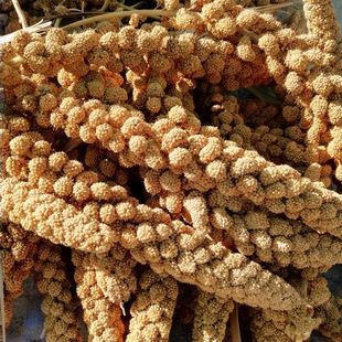 2024���S����С���뎧�������W�^�}��I�B�Zʳ��������r�Bʳ