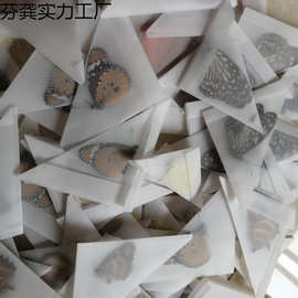 真蝴蝶昆虫标本未展翅原蝶工艺品学生手工DIY材料教具教学