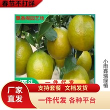 ɳ�ǽۘ�����������Ϸ������Nֲ���Ә���̽۹������޽�ɰ����