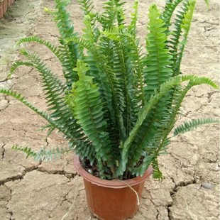 903 base wholesale supply of kidney fern potted seedlings 25-50cm high ribs grass green ground fern