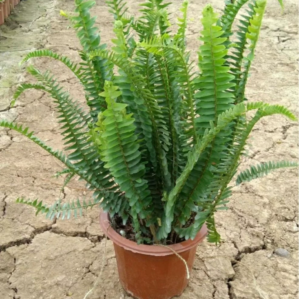 903 база оптовая поставка почечных папоротников в горшках саженцы 25-50 см