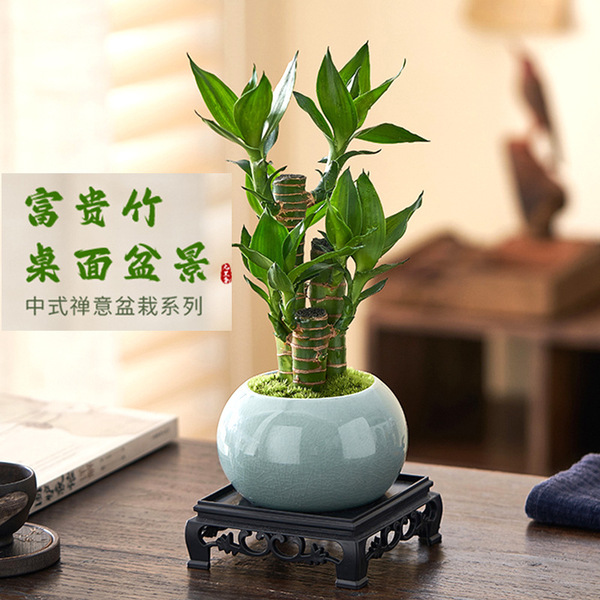 Fugu bamboo chamber plants