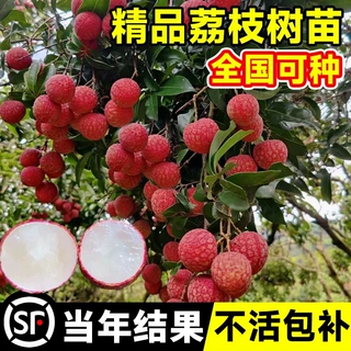 荔枝苗南北方种植嫁接苗妃子笑树苗带土当年结果荔枝树苗带土发货