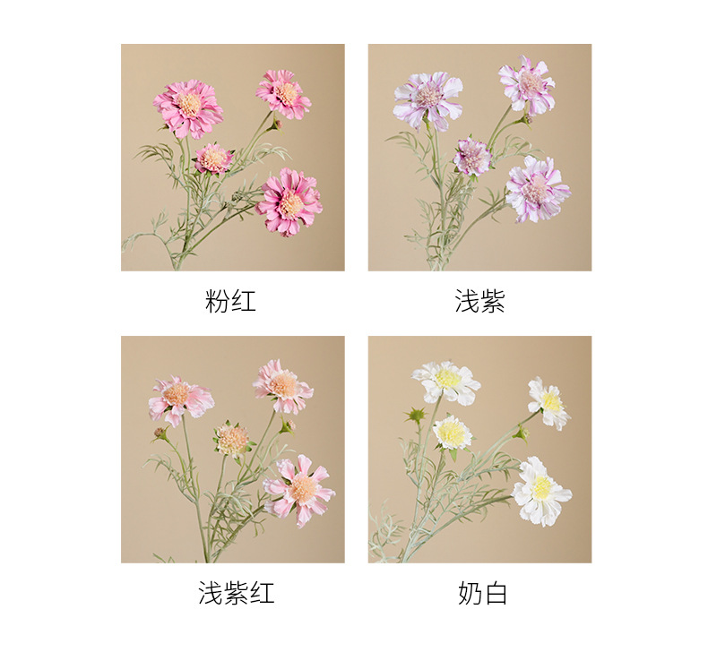 初夏车轮菊_04.jpg