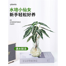 СŮˮֲ҃ȺBkꎻˮBGֲ