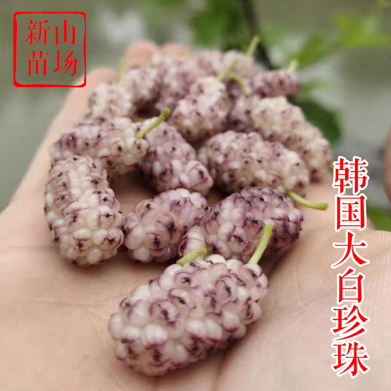 韩国大白珍珠果桑苗 新品种白玉王嫁接桑椹桑葚树苗基地 新山苗场