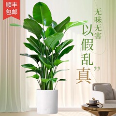 天堂鸟仿真绿植高端轻奢客厅大型室内直播间盆栽摆件装饰树假植物