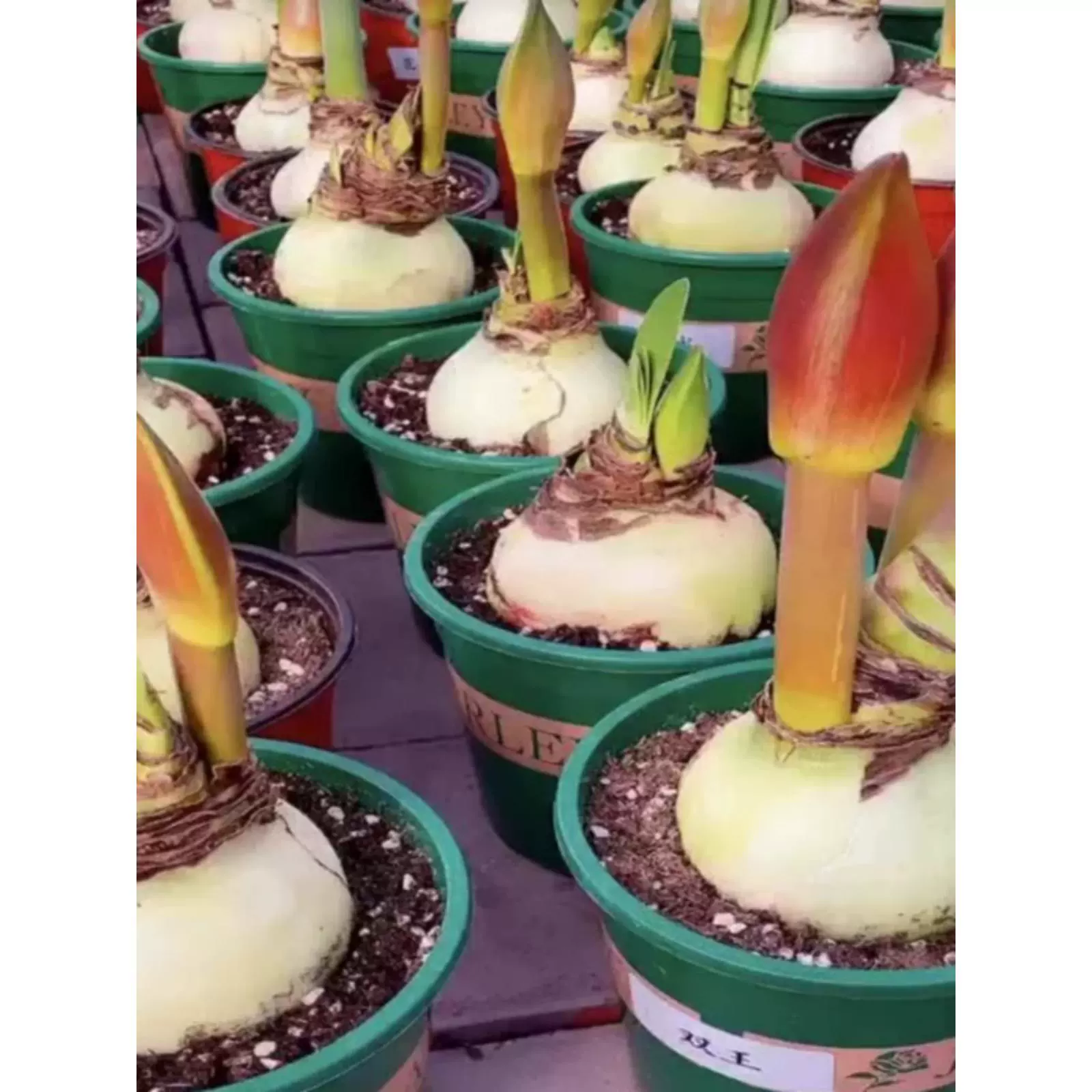 Спотовые Биг Мак серии Большой мяч Голландский импортированный красный шарик с бутонами