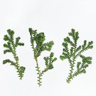 Cui Yuncao embossed fern plant specimen handmade diy drop glue material flower painting Yunnan dried flowers and leaves