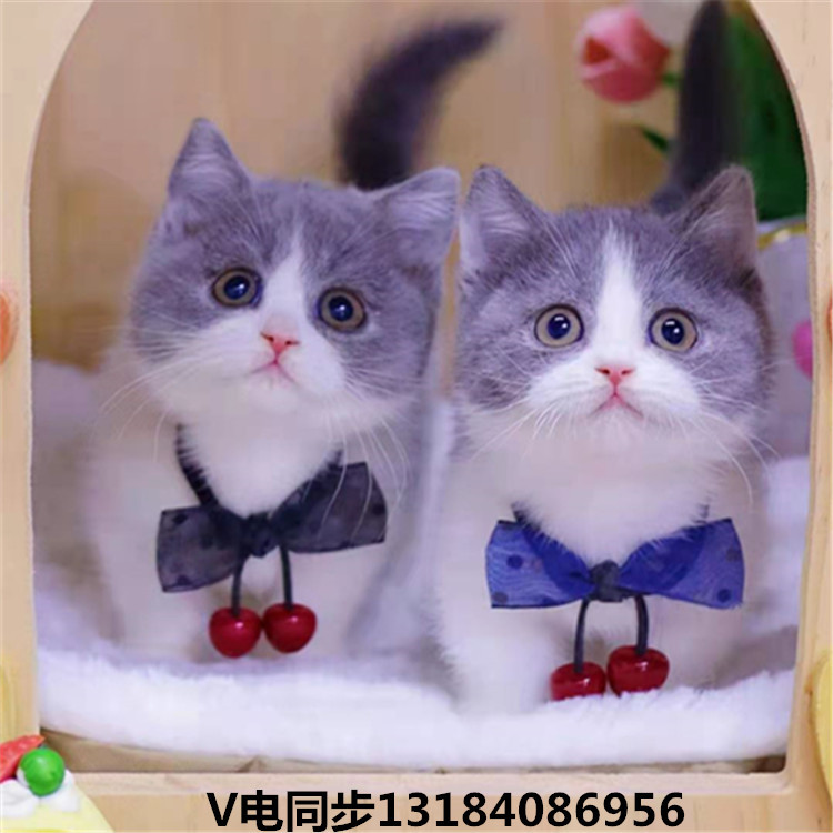 高地长毛宠物猫活体美短猫英短蓝白猫缅因猫豹猫布偶猫折耳可爱猫 文化玩乐用品网