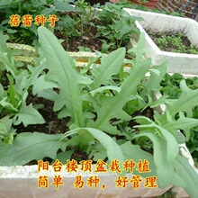 ����˷N�� Ұ�˷N�� ��� ���� �߲˷N�� �̨�N���ļ���������