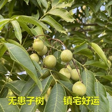 oӘҊļľͥԺFLmϼTڷNĘ