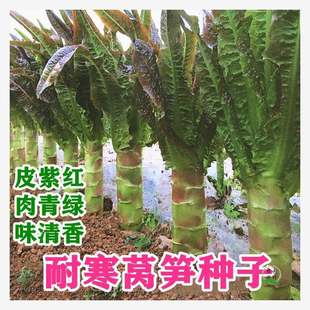 �n�S�N���ϼt�n�ķN���Ĵ� �ͺ����~ �ﶬ���� �r����@�߲˷N��