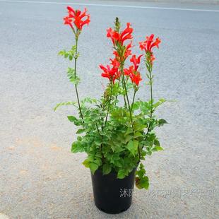 ��ɫ�������Գ�ɫ������������ֲ�����AӲ���������̻��������̨